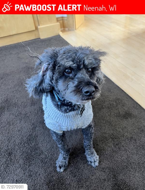 Lost Male Dog last seen W Forest Ave & River St, Neenah, WI 54956