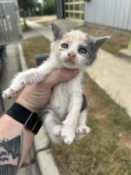 Shelter Stray Unknown Cat last seen Fort Worth, TX 76104, Fort Worth, TX 76119