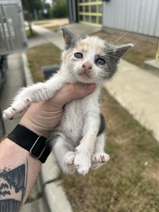 Shelter Stray Unknown Cat last seen Fort Worth, TX 76104, Fort Worth, TX 76119