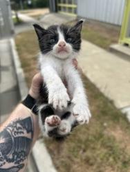 Shelter Stray Male Cat last seen Fort Worth, TX 76104, Fort Worth, TX 76119