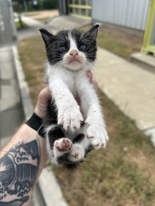 Shelter Stray Male Cat last seen Fort Worth, TX 76104, Fort Worth, TX 76119