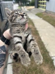 Shelter Stray Male Cat last seen Fort Worth, TX 76104, Fort Worth, TX 76119