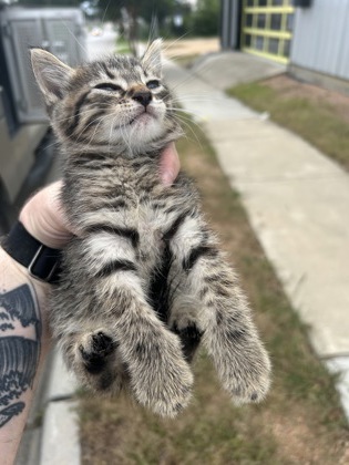Shelter Stray Male Cat last seen Fort Worth, TX 76104, Fort Worth, TX 76119