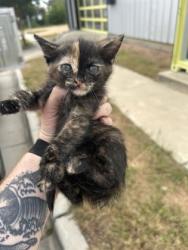 Shelter Stray Female Cat last seen Fort Worth, TX 76104, Fort Worth, TX 76119