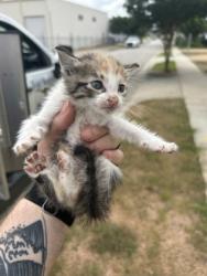 Shelter Stray Female Cat last seen Fort Worth, TX 76104, Fort Worth, TX 76119