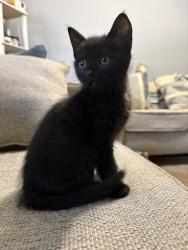 Shelter Stray Female Cat last seen Near Hairston Crossing RdStone Mountain, GA 30083, 30083, GA, 3280 Chamblee Dunwoody Rd, Chamblee, GA 30341, USA