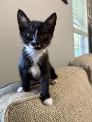 Shelter Stray Female Cat last seen Near Hairston Crossing RdStone Mountain, GA 30083, 30083, GA, 3280 Chamblee Dunwoody Rd, Chamblee, GA 30341, USA