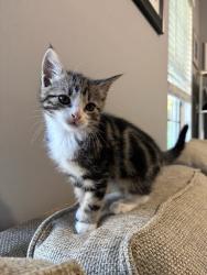 Shelter Stray Male Cat last seen Near Hairston Crossing RdStone Mountain, GA 30083, 30083, GA, 3280 Chamblee Dunwoody Rd, Chamblee, GA 30341, USA