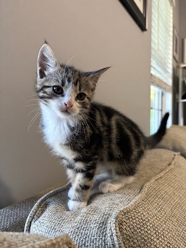 Shelter Stray Male Cat last seen Near Hairston Crossing RdStone Mountain, GA 30083, 30083, GA, 3280 Chamblee Dunwoody Rd, Chamblee, GA 30341, USA