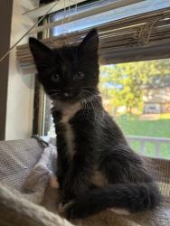Shelter Stray Female Cat last seen Near Hairston Crossing RdStone Mountain, GA 30083, 30083, GA, 3280 Chamblee Dunwoody Rd, Chamblee, GA 30341, USA