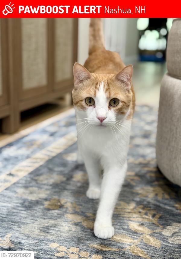 Lost Male Cat last seen Hollis crossings neighborhood off broad street exit 6 Nashua nh , Nashua, NH 03063