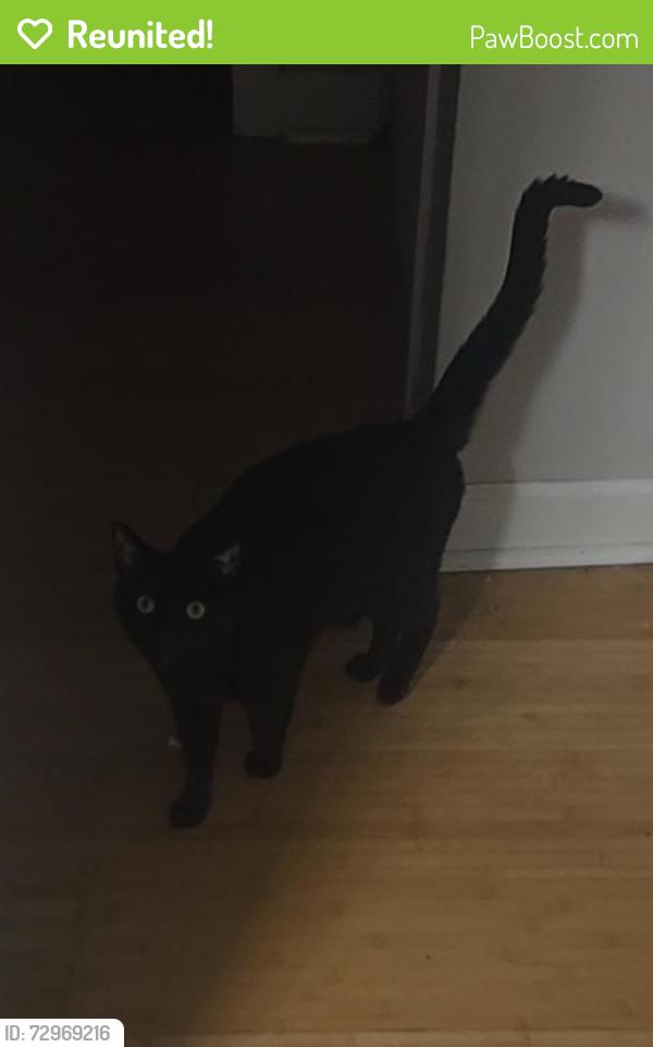 Reunited Male Cat last seen Broadway and Roscoe, Chicago, IL 60657