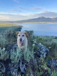 Reunited Female Dog last seen Black Cat and Larry Lane, Meridian, ID 83646