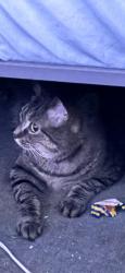 Reunited Male Cat last seen Near Iron Works Pike, Lexington, KY 40511, USA, Lexington, KY 40511