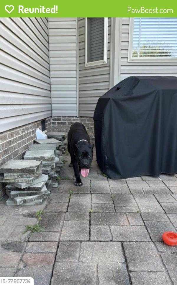 Reunited Female Dog last seen Found on Winston Rd in Clayton near the church , Garner, NC 27529