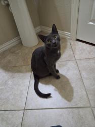 Found/Stray Male Cat last seen Birds Eye Road, Fort Worth, TX 76177