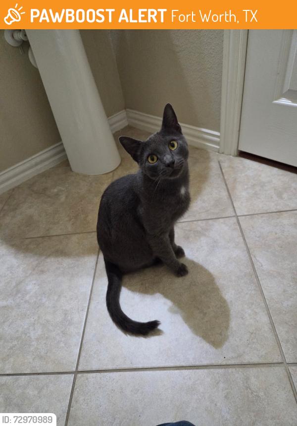 Found/Stray Male Cat last seen Birds Eye Road, Fort Worth, TX 76177