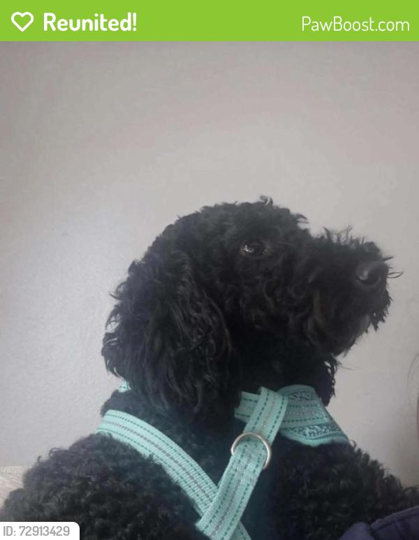 Reunited Male Dog last seen Gadbury Fold, Atherton, England M46