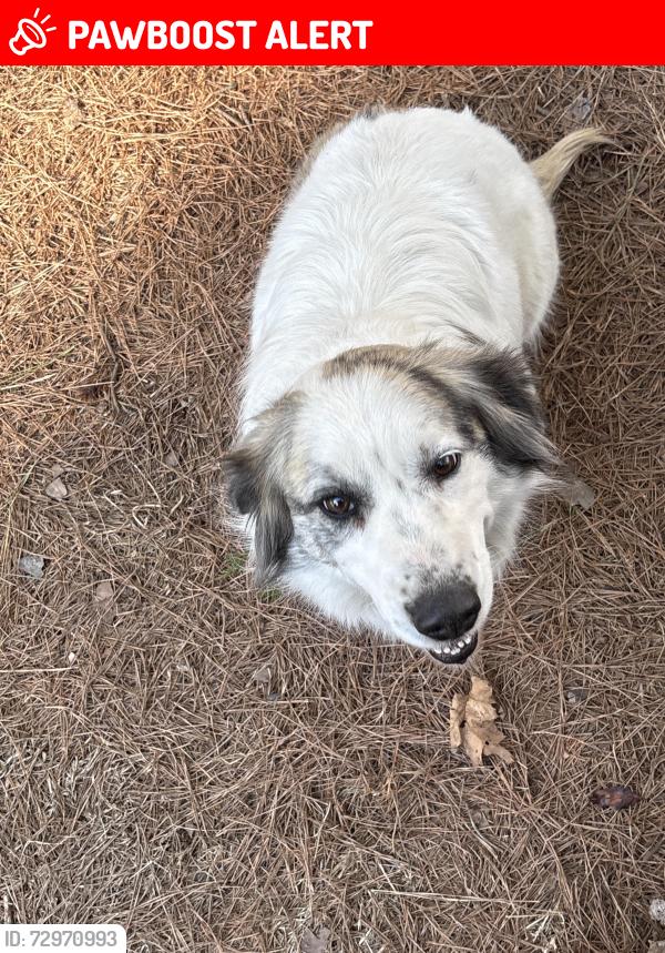 Lost Female Dog last seen Whites memorial church, Randolph County, NC 27248