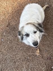 Lost Female Dog last seen Whites memorial church, Randolph County, NC 27248