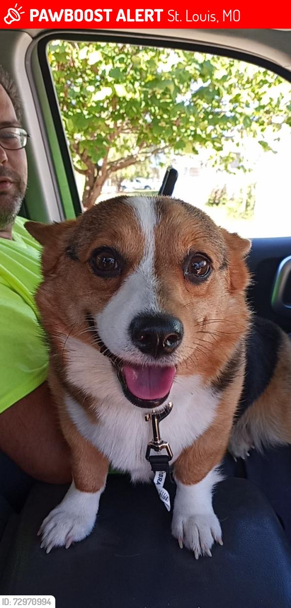 Lost Female Dog last seen At the corner of midland Ave and Ashby rd, St. Louis, MO 63114