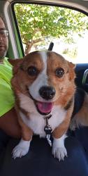 Lost Female Dog last seen At the corner of midland Ave and Ashby rd, St. Louis, MO 63114