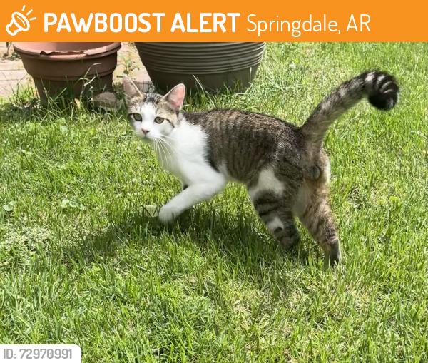 Found/Stray Male Cat last seen Elmdale Elementary Scool, Springdale, AR 72764