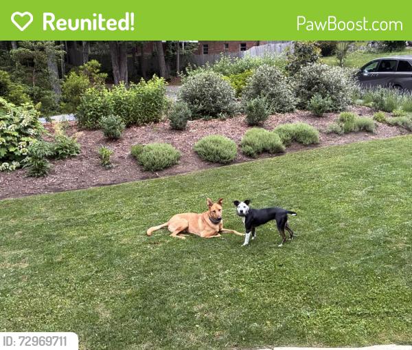 Reunited Male Dog last seen Jeter Mountain Terrace/Jeter Mountain Road, Henderson County, NC 28739