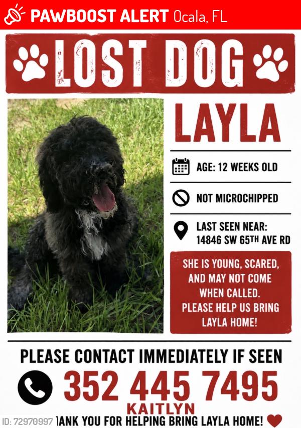 Lost Female Dog last seen in the backyard, Ocala, FL 34473