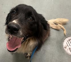 Shelter Stray Male Dog last seen Forestville Road, WAKE FOREST, NC, 27587, Raleigh, NC 27610