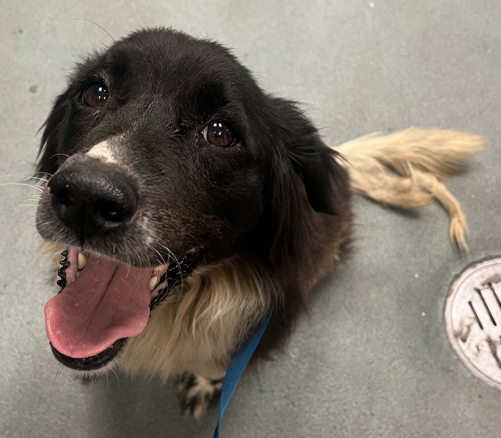 Shelter Stray Male Dog last seen Forestville Road, WAKE FOREST, NC, 27587, Raleigh, NC 27610
