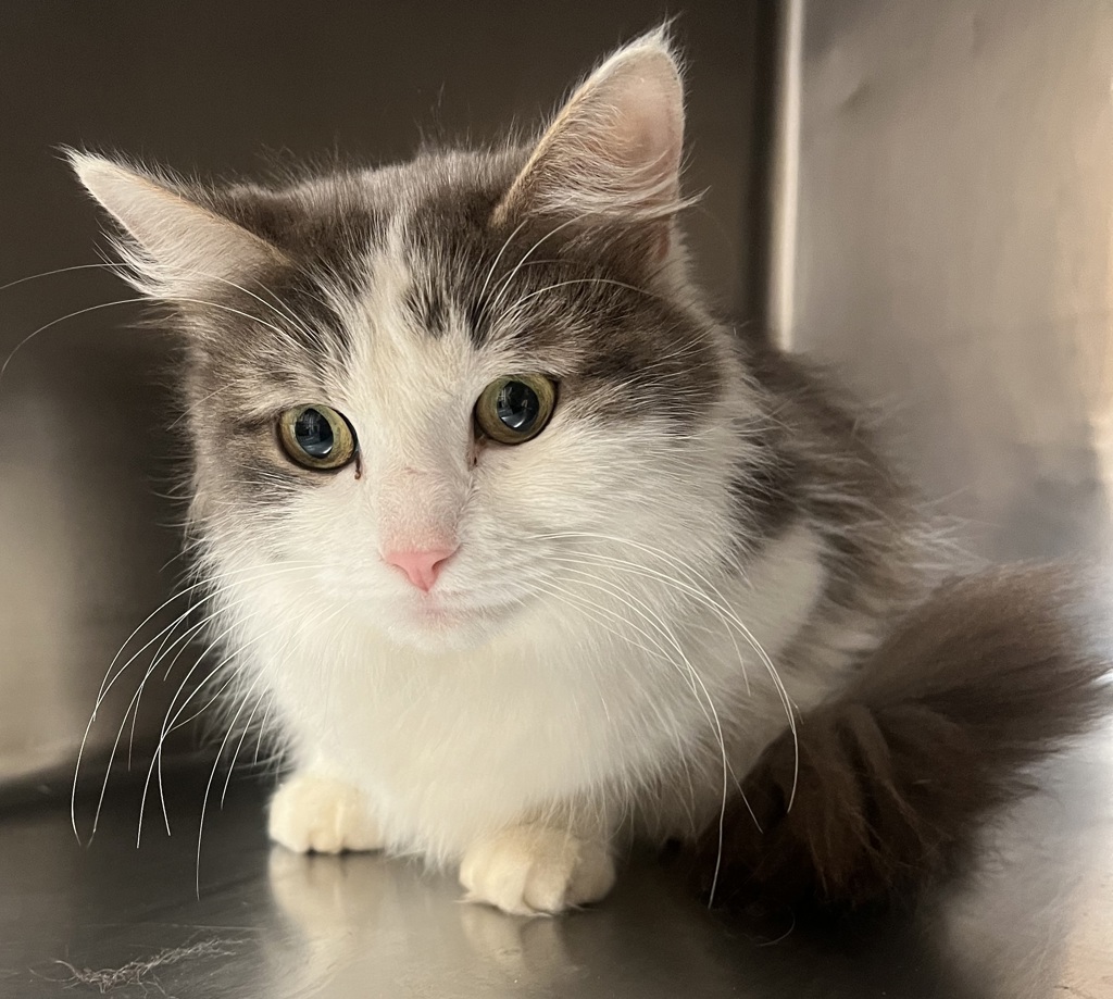 Shelter Stray Female Cat last seen Near Departure Drive, RALEIGH, NC, 27610, Raleigh, NC 27610
