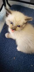 Shelter Stray Female Cat last seen Near S Escondido Street, Unicorporated Salt Lake County, UT, 84117, 511 W 3900 S, Salt Lake City, UT 84123, USA