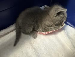 Shelter Stray Male Cat last seen Near Taylor Street, San Diego, CA, 92110, Oceanside, CA 92058