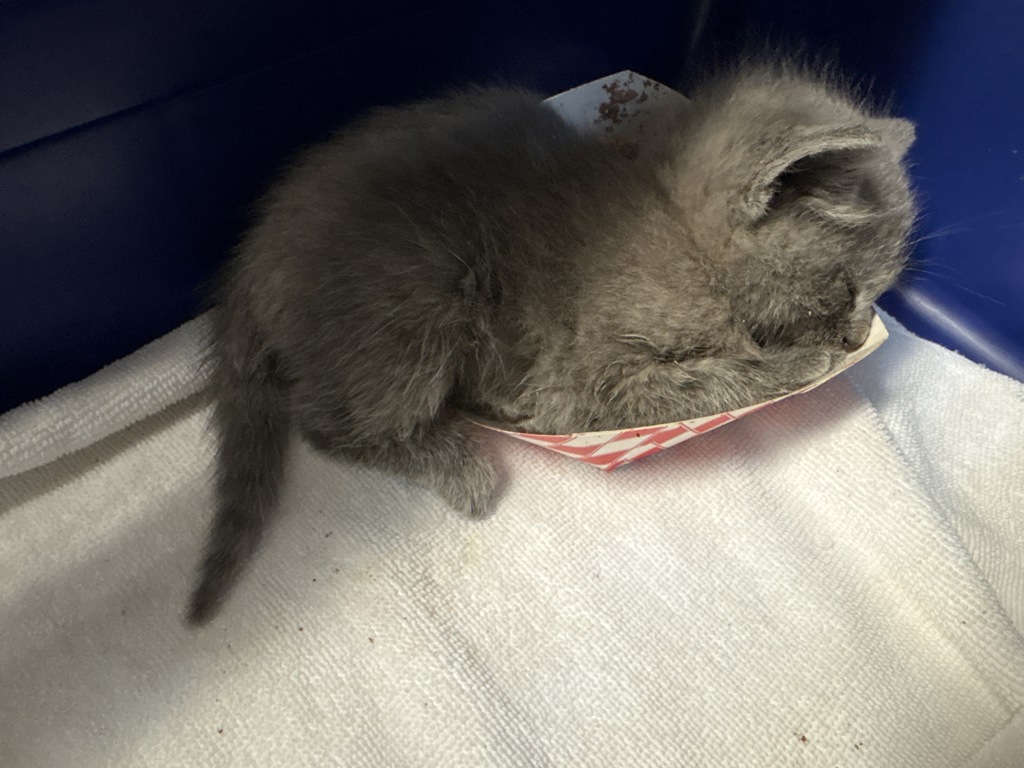 Shelter Stray Male Cat last seen Near Taylor Street, San Diego, CA, 92110, Oceanside, CA 92058
