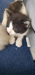 Shelter Stray Female Cat last seen Near S Escondido Street, Unicorporated Salt Lake County, UT, 84117, 511 W 3900 S, Salt Lake City, UT 84123, USA