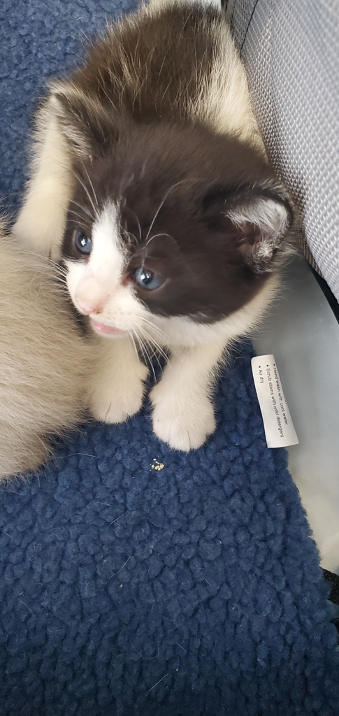 Shelter Stray Female Cat last seen Near S Escondido Street, Unicorporated Salt Lake County, UT, 84117, 511 W 3900 S, Salt Lake City, UT 84123, USA