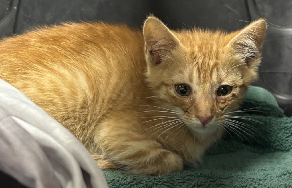 Shelter Stray Male Cat last seen Near Birch Avenue, Escondido, CA, 92027, Escondido, CA 92027
