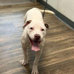 Shelter Stray Female Dog last seen Found in La Mesa, not sure exactly where, La Mesa, CA, 91941, 5500 Gaines St, San Diego, CA 92110, USA