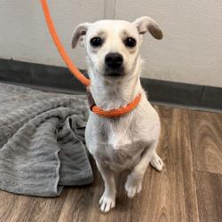 Shelter Stray Female Dog last seen Near Market Street, San Diego, CA, 92114, 5500 Gaines St, San Diego, CA 92110, USA
