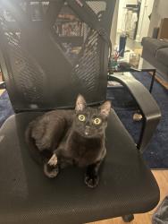 Shelter Stray Female Cat last seen Near Morris Avenue, BRONX, NY, 10457, New York, NY 10029