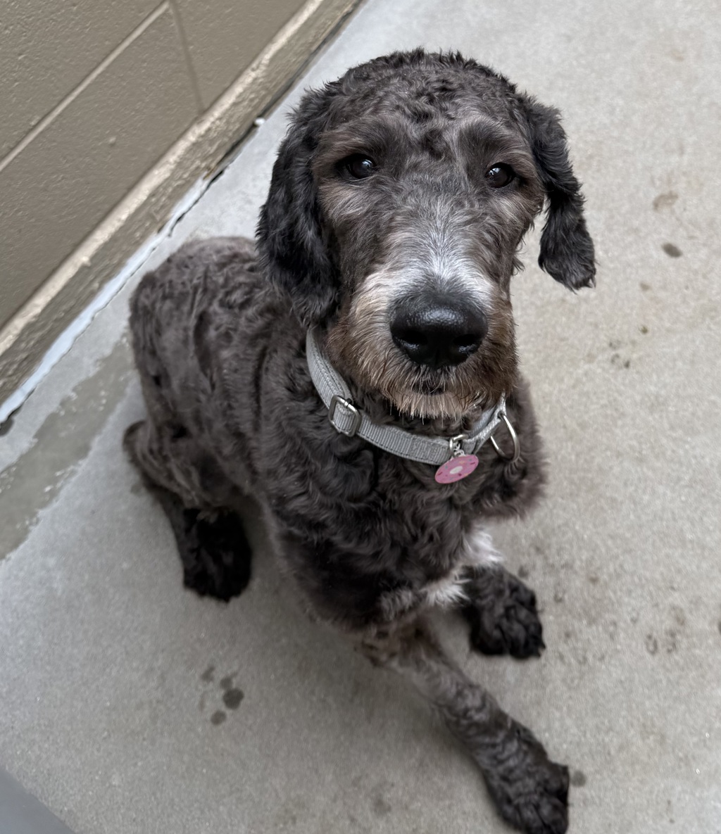 Shelter Stray Male Dog last seen ADOPTION RETURN, OR, 1700 W Historic Columbia River Hwy, Troutdale, OR 97060, USA