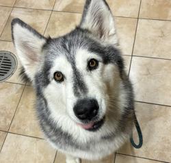 Shelter Stray Female Dog last seen Adoption Return, PORTLAND, OR, 97217, 1700 W Historic Columbia River Hwy, Troutdale, OR 97060, USA