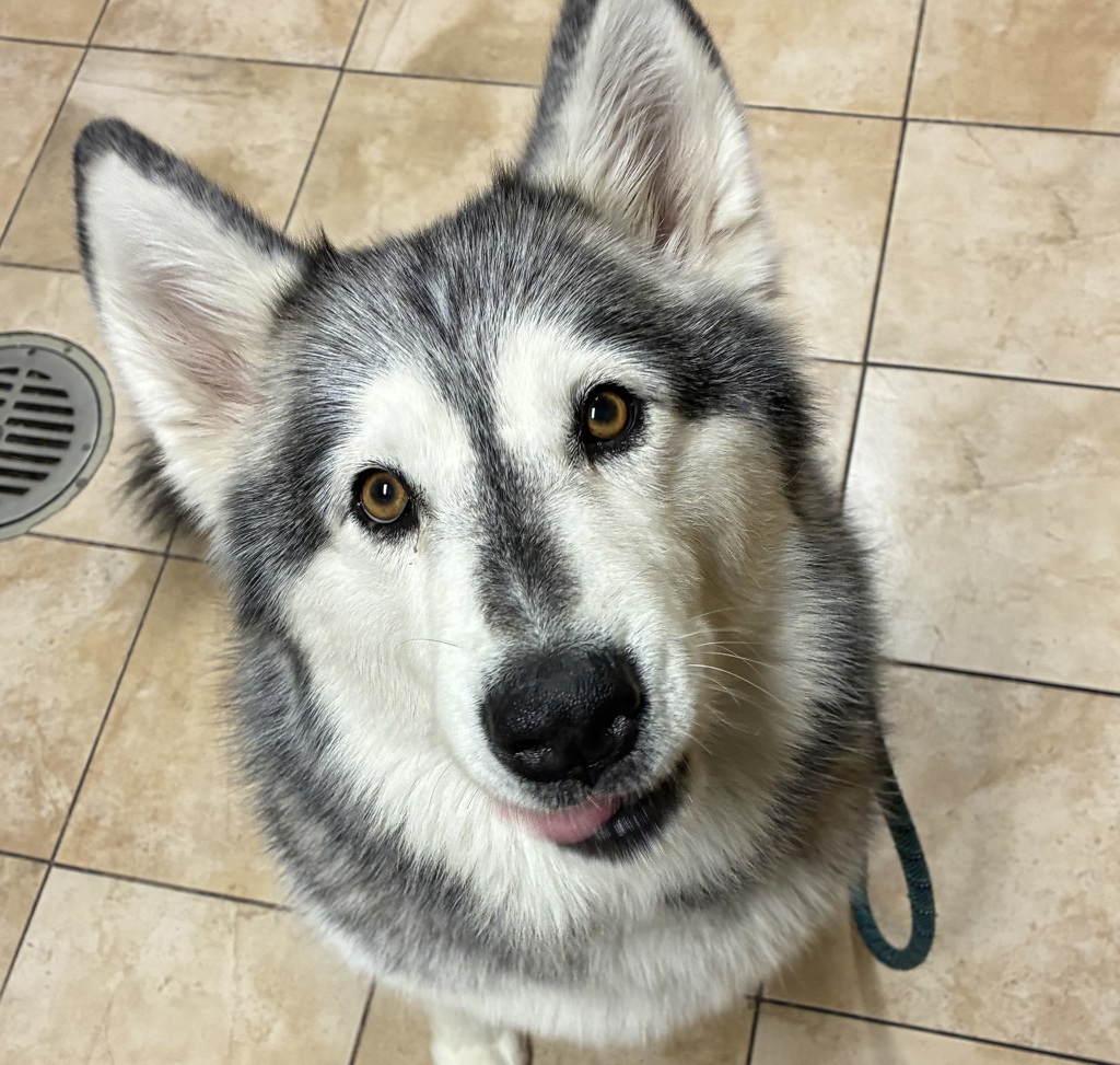 Shelter Stray Female Dog last seen Adoption Return, PORTLAND, OR, 97217, 1700 W Historic Columbia River Hwy, Troutdale, OR 97060, USA