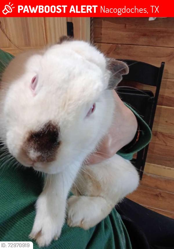 Lost Female Rabbit last seen County road 552, Nacogdoches, TX 75961