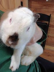 Lost Female Rabbit last seen County road 552, Nacogdoches, TX 75961