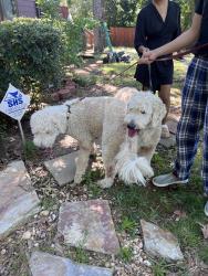 Reunited Male Dog last seen Briarcliffe E, South Carolina, USA, Richland County, SC 29045