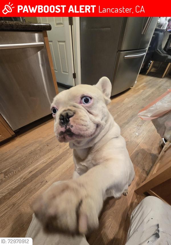 Lost Male Dog last seen Near 4th St east lancaster ca, Lancaster, CA 93535