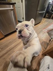 Lost Male Dog last seen Near 4th St east lancaster ca, Lancaster, CA 93535