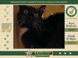 Shelter Stray Female Cat last seen Near Columbia Boulevard, TITUSVILLE, FL, 32780, Melbourne, FL 32934